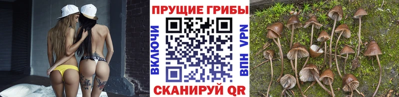 Галлюциногенные грибы GOLDEN TEACHER  Дигора 